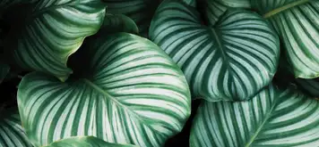 Image related to Botanical Garden