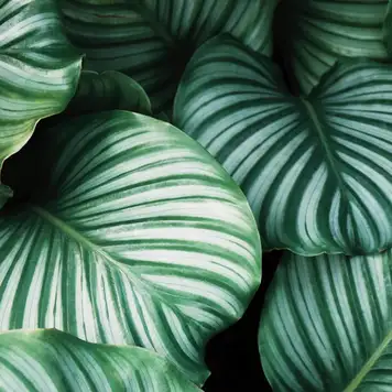 Image related to Botanical Garden