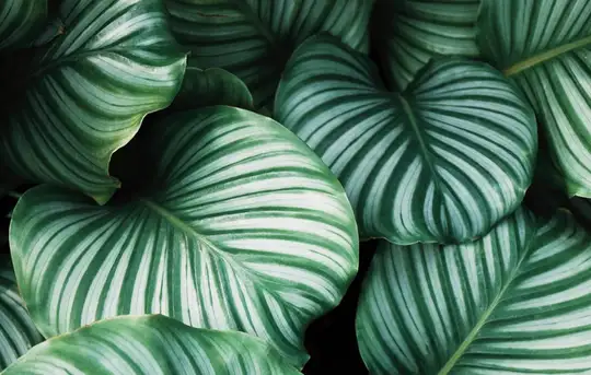 Image related to Image related to Botanical Garden