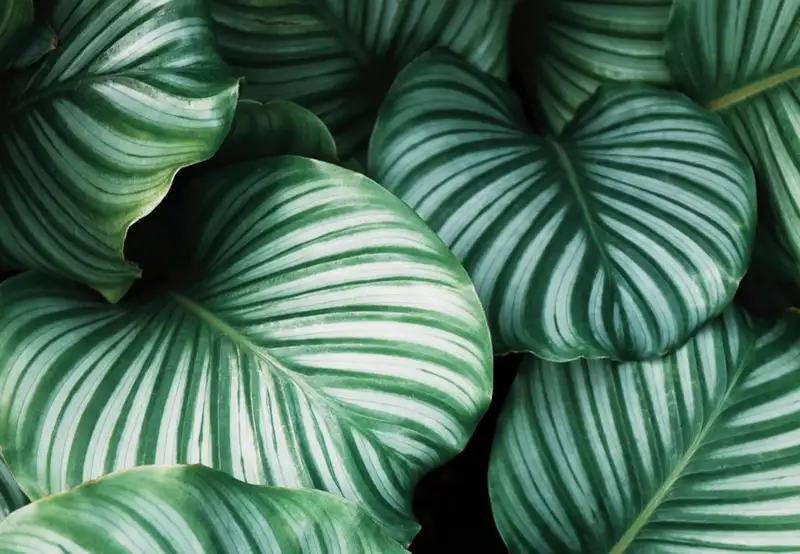 Image related to Botanical Garden