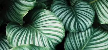 Image related to Botanical Garden