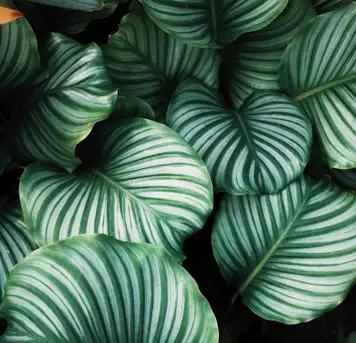 Image related to  Kirstenbosch National Botanical Garden