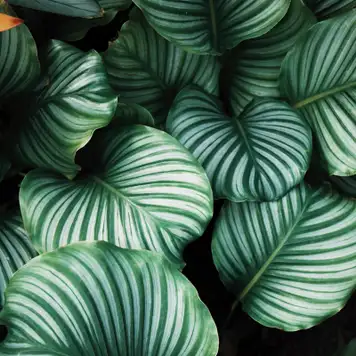 Image related to Botanical Garden