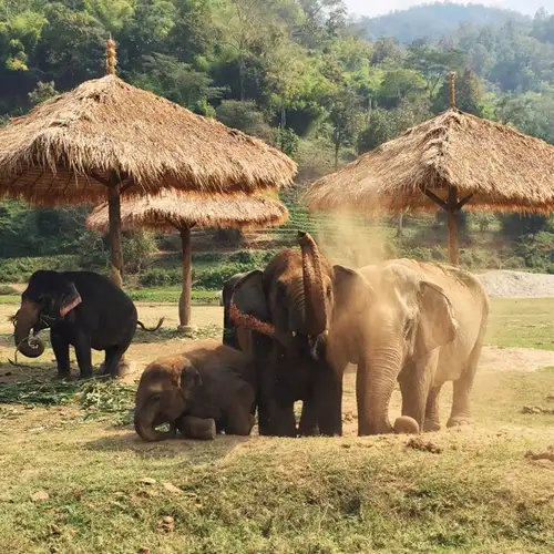 Image related to Chiang Mai - Elephant Nature Park