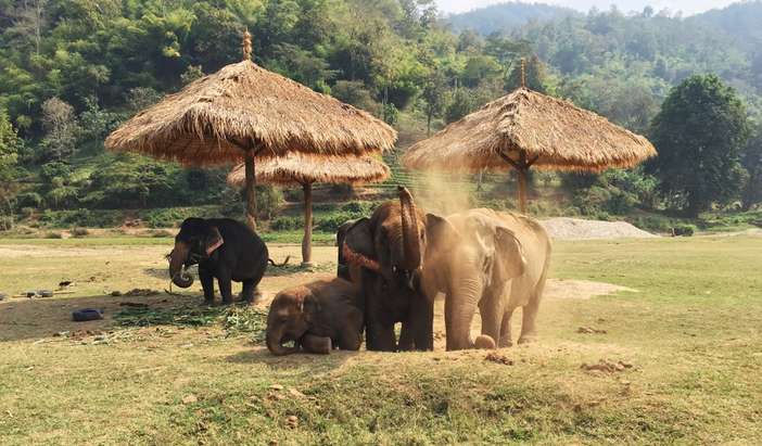 Chiang Mai - Elephant Nature Park