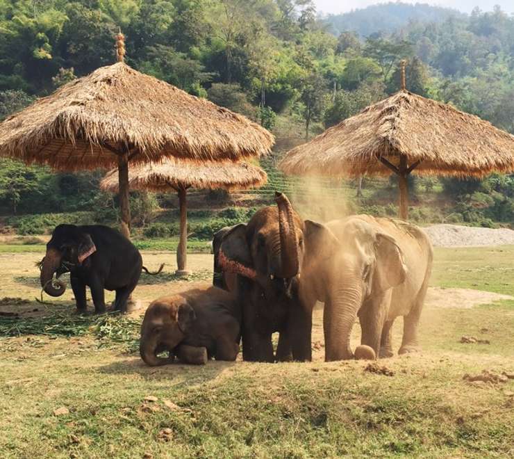 Chiang Mai - Elephant Nature Park