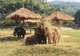 Chiang Mai - Elephant Nature Park