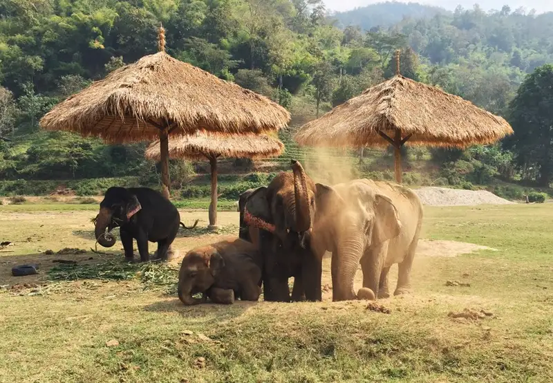 Chiang Mai - Elephant Nature Park