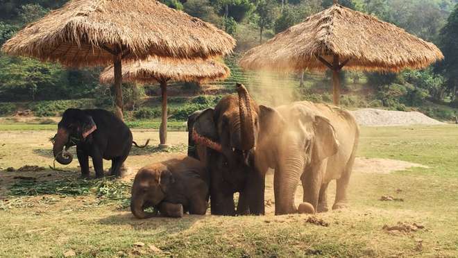 Visit Elephant Nature Park in Chiang Mai