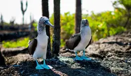 Image related to Hike to See Rare Birds