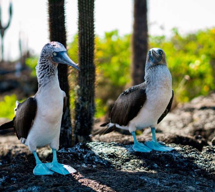 Hike to See Rare Birds