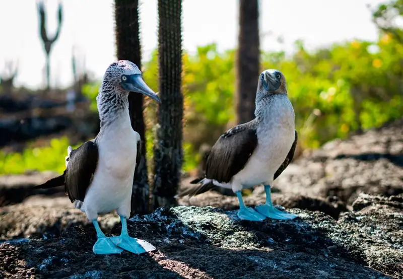 Hike to See Rare Birds
