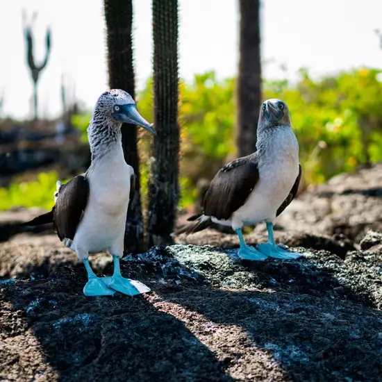 Image related to Hike to See Rare Birds