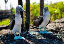 IgluCruise.Application.ViewModels.Shared.WebImageViewModel?.Description