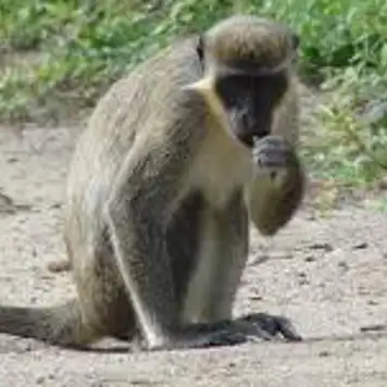 Image related to Spot Wild Monkeys