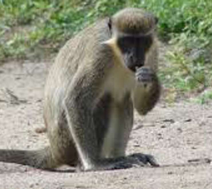 Spot Wild Monkeys