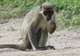Spot Wild Monkeys