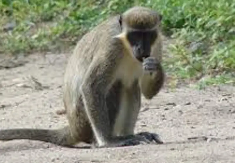 Spot Wild Monkeys