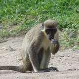 Image related to Spot Wild Monkeys