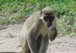 IgluCruise.Application.ViewModels.Shared.WebImageViewModel?.Description