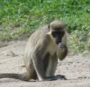 Image related to Spot Wild Monkeys
