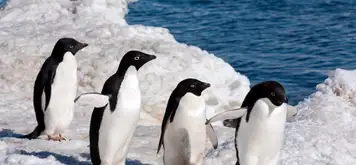 Image related to Adélie Penguin