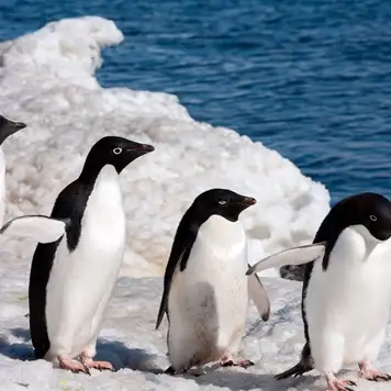 Image related to Adélie Penguin