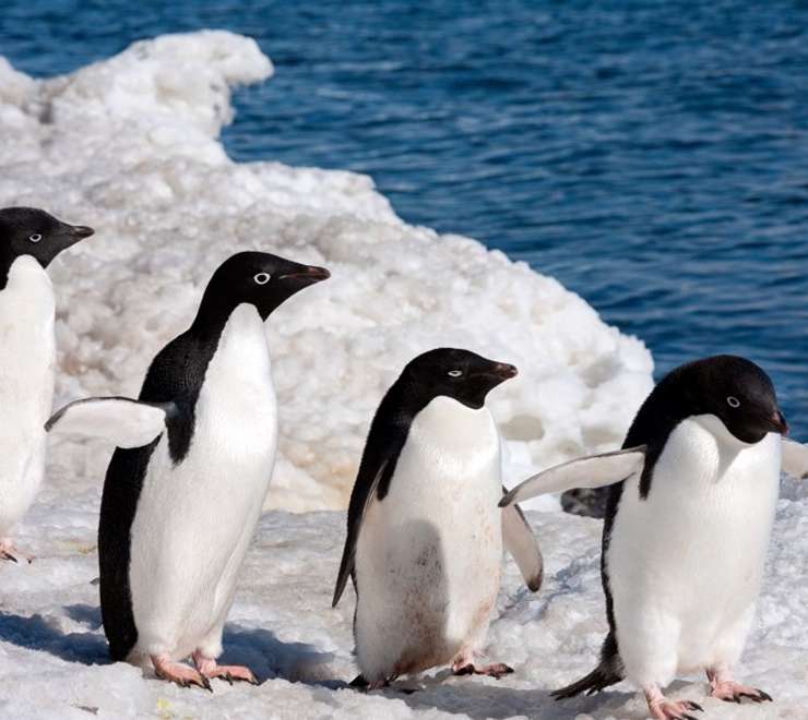 Adélie Penguin