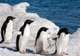 Adélie Penguin