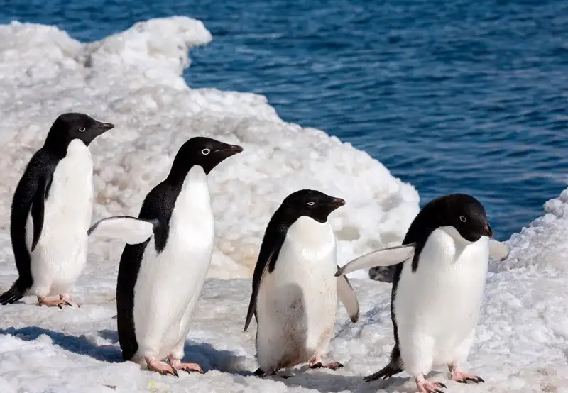 Adélie Penguin