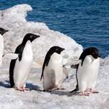 Image related to Adélie Penguin