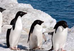 IgluCruise.Application.ViewModels.Shared.WebImageViewModel?.Description