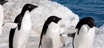Image related to Adélie Penguin