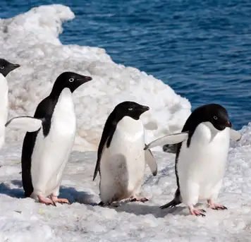 Adélie Penguin