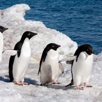 Image related to Image related to Adélie Penguin