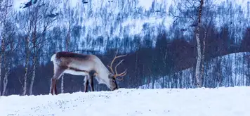 Image related to Reindeer Farm
