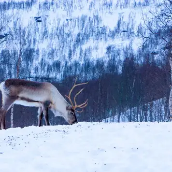 Image related to Reindeer Farm