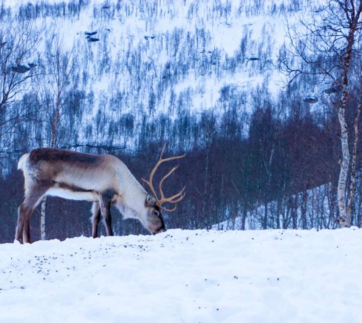 Reindeer Farm