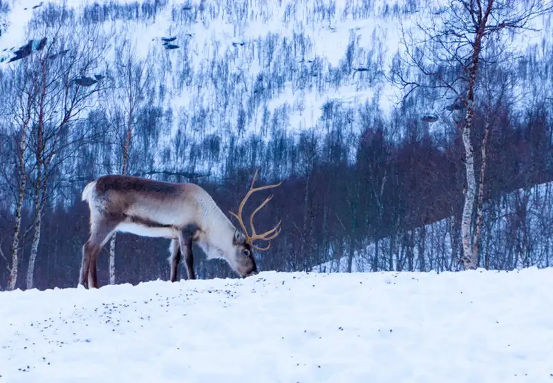 Reindeer Farm