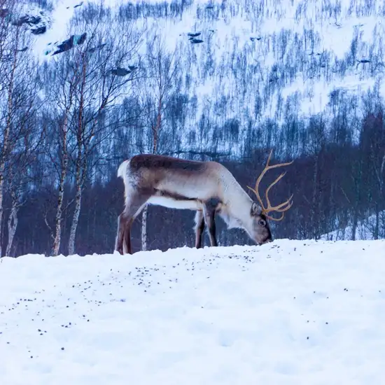 Image related to Reindeer Farm