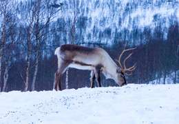 IgluCruise.Application.ViewModels.Shared.WebImageViewModel?.Description