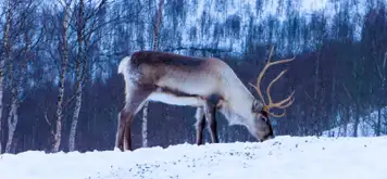 Image related to Reindeer Farm