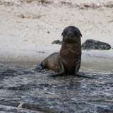 Image related to Wildlife Viewing