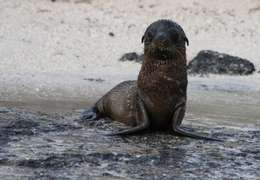 IgluCruise.Application.ViewModels.Shared.WebImageViewModel?.Description