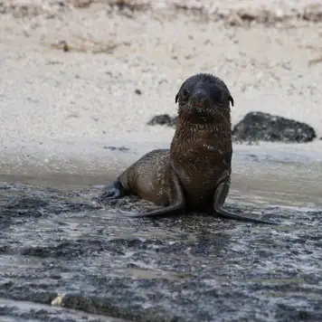 Image related to Wildlife Viewing