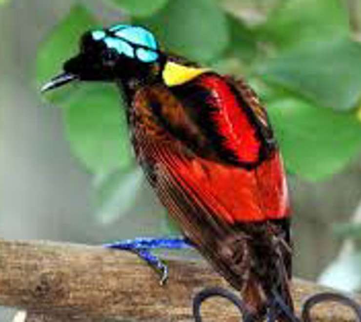 Search for the Wilson's and Red Birds of Paradise