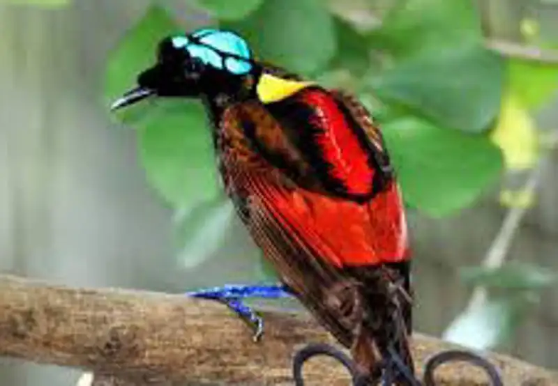 Search for the Wilson's and Red Birds of Paradise
