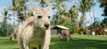 Image related to Kangaroo Island Wildlife Park