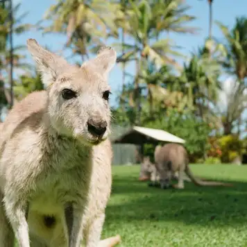 Image related to Kangaroo Island Wildlife Park