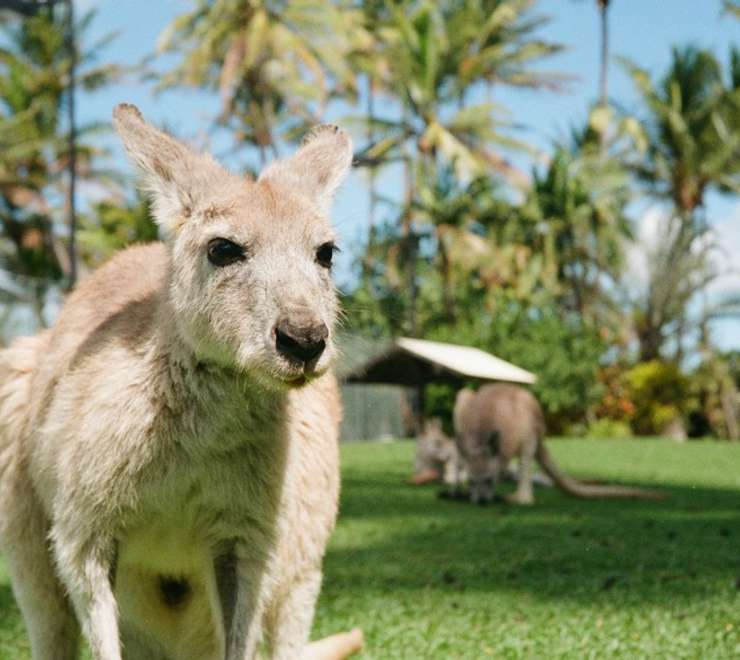 Kangaroo Island Wildlife Park